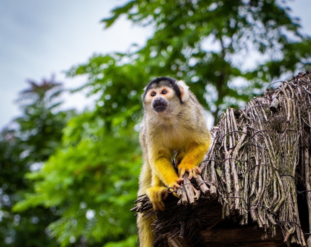zomeractie aernoudt pairi daiza overnachting duoticket 2026